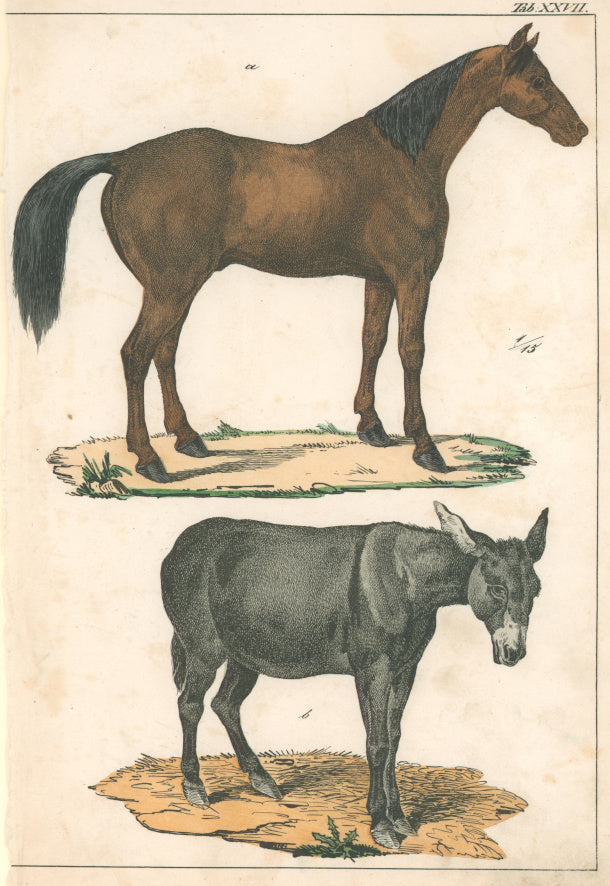 Schubert [Horse & Donkey] Pl. XXVII