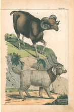 Load image into Gallery viewer, Schubert [Sheep] Pl. XXV
