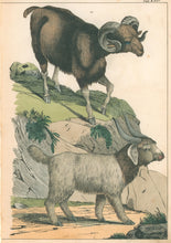 Load image into Gallery viewer, Schubert [Sheep] Pl. XXV
