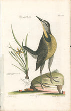 Load image into Gallery viewer, Seligmann after Catesby  [Eastern Meadowlark] Plate 66
