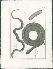 Load image into Gallery viewer, Bonnaterre, P.J.  Pl. 18. &quot;3e Genre: Le Grison; Le Serpent à Chaîne.&quot;  From &quot;Tableau Encyclopédique et Méthodique des Trois Règnes de la Nature, . . .: Erpétologie&quot;

