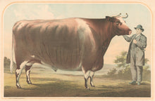 Load image into Gallery viewer, Unattributed  “Stonewall Jackson.  The Premium Bullock of the World, Raised and Fed by Jacob See, New Florence, Mo. ...&quot;
