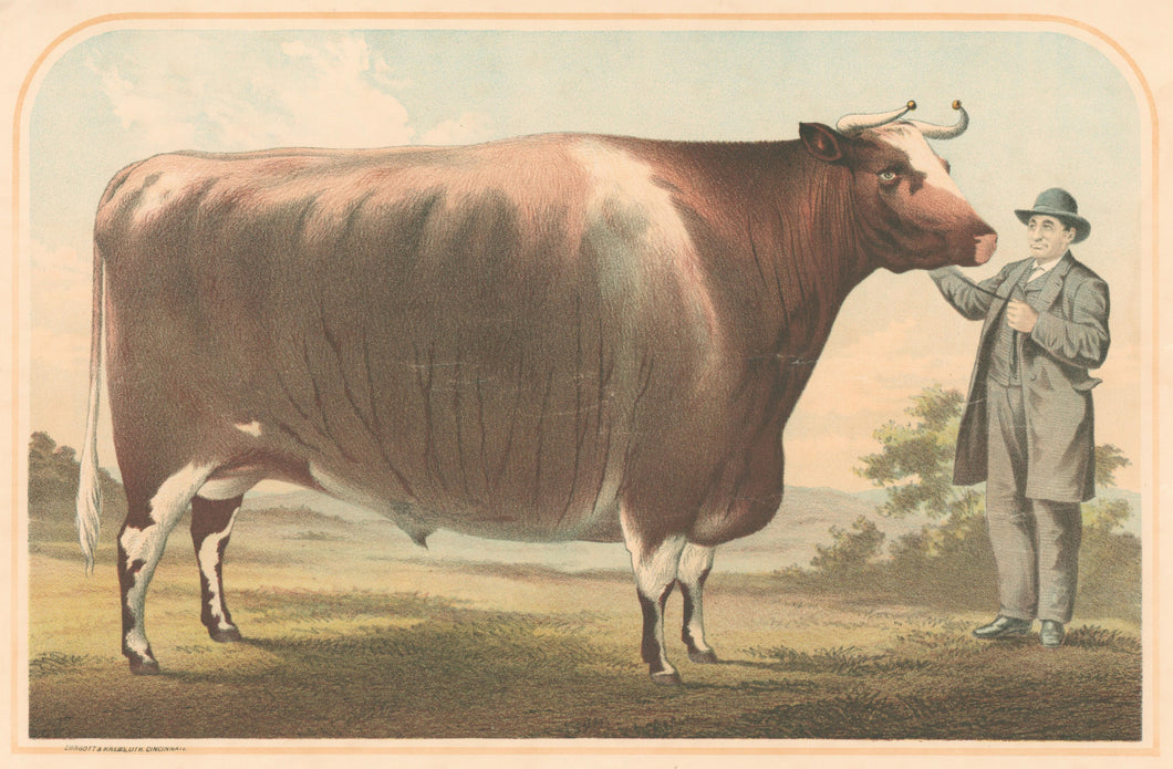 Unattributed  “Stonewall Jackson.  The Premium Bullock of the World, Raised and Fed by Jacob See, New Florence, Mo. ...