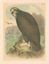 Load image into Gallery viewer, Jasper, Theodore  &quot;The Gray or Sea Eagle.&quot; Pl. XV
