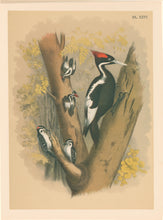 Load image into Gallery viewer, Jasper, Theodore  &quot;Ivory-billed Woodpecker.&quot; Pl. XXVI
