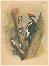 Load image into Gallery viewer, Jasper, Theodore  &quot;Ivory-billed Woodpecker.&quot; Pl. XXVI
