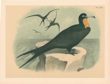 Load image into Gallery viewer, Jasper, Theodore  &quot;Frigate or Man of War bird.&quot; Pl. XLIII
