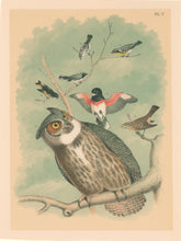 Load image into Gallery viewer, Jasper, Theodore  &quot;Great Horned Owl, Rose Breasted Grosbeak &amp; female, American Redstart, Black throated Blue Warbler.&quot; Pl. V
