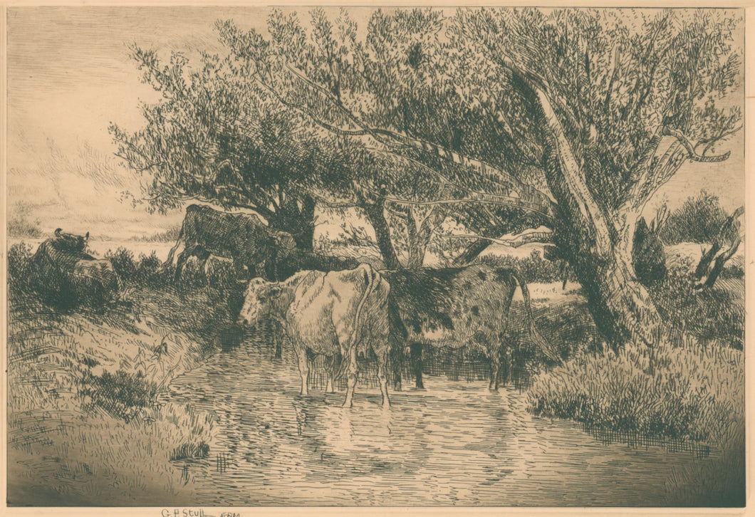Stull, George P.  [Cows in creek]
