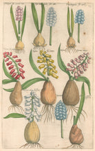 Load image into Gallery viewer, Sweert, Emanuel &quot;Hyacinthus&quot;  From &quot;Florilegium&quot;
