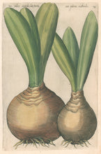 Load image into Gallery viewer, Sweert, Emanuel &quot;Narcissus Indicus, var. orientalis &amp; occidentalis&quot;  From &quot;Florilegium&quot;
