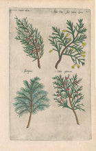 Load image into Gallery viewer, Sweert, Emanuel &quot;Sabina, Arbor Vitae sive Cedrus Lycia, Juniperus, Cedrus phoenicea&quot;  From &quot;Florilegium&quot;
