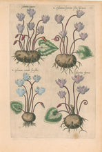 Load image into Gallery viewer, Sweert, Emanuel &quot;Cyclamina Romana, Cyclamina francica, Cyclamen vernale, Cyclamina Germa&quot;  From &quot;Florilegium&quot;
