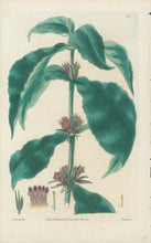 Load image into Gallery viewer, Smith, E.D.  Plate 45
