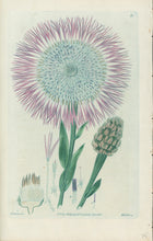 Load image into Gallery viewer, Smith, E.D.  Plate 51
