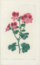 Load image into Gallery viewer, Smith, E.D.  [Geranium] Plate 71
