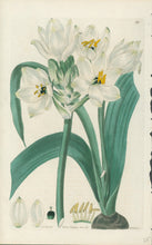 Load image into Gallery viewer, Smith, E.D.  Plate 89
