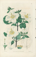Load image into Gallery viewer, Smith, E.D.  Plate 8
