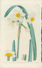 Load image into Gallery viewer, Smith, E.D.  [Narcissus] Plate 92
