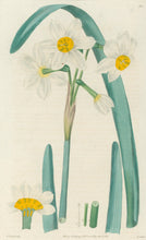 Load image into Gallery viewer, Smith, E.D.  [Narcissus] Plate 92
