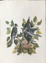 Load image into Gallery viewer, Tyson, Carroll  “Blue Jay.” Plate 66
