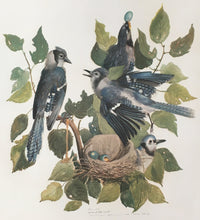 Load image into Gallery viewer, Tyson, Carroll  “Blue Jay.” Plate 66
