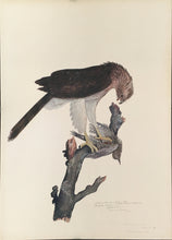 Load image into Gallery viewer, Tyson, Carroll  “Coopers Hawk.” Plate 162
