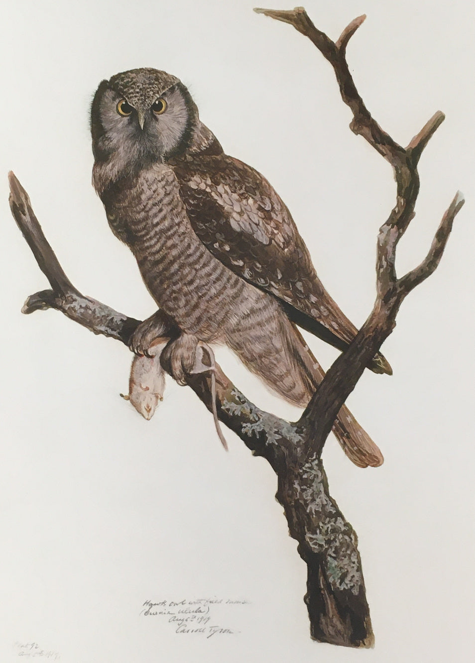 Tyson, Carroll  “Hawk Owl with Field Mouse” Plate 92