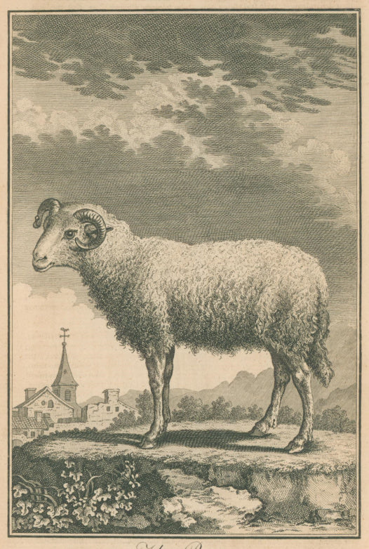 Unattributed “The Ram.”  From 