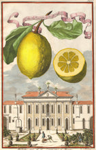 Load image into Gallery viewer, Volckamer, Johann Christoph  &quot;Limon Ponzino da Neapoli&quot; Pl. 125
