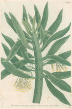 Load image into Gallery viewer, Weinmann, Johann Wilhelm &quot;Cacaliastrum, seu Senecio arborescens nerii foliis.&quot; [Leontice] Pl. 276

