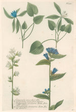 Load image into Gallery viewer, Weinmann, Johann Wilhelm &quot;Campanula unica flore albo . . .&quot; [Bellflower] Pl. 294
