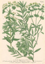 Load image into Gallery viewer, Weinmann, Johann Wilhelm &quot;Esula characias rubens . . .&quot; [Blister Draw] Pl. 488
