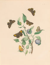 Load image into Gallery viewer, Humphreys, H.N. &quot;Thecla Betulae.  Thecla Pruni.&quot; Plate XXV. From &quot;British Butterflies and their Transformations&quot;
