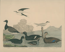 Load image into Gallery viewer, Wilson, Alexander  “Brant, Scoter Duck, Velvet D., Harlequin D., Dusky D., Marsh Tern, Sooty T.” Pl. 72
