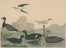 Load image into Gallery viewer, Wilson, Alexander  “Brant, Scoter Duck, Velvet D., Harlequin D., Dusky D., Marsh Tern, Sooty T.” Pl. 72
