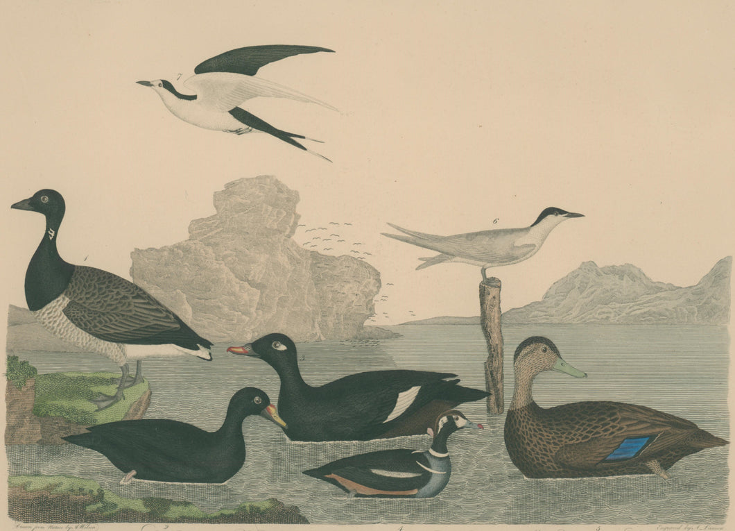 Wilson, Alexander  “Brant, Scoter Duck, Velvet D., Harlequin D., Dusky D., Marsh Tern, Sooty T.” Pl. 72