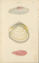 Load image into Gallery viewer, Wood, William.  &quot;Tellina.&quot; Plate 37
