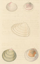 Load image into Gallery viewer, Wood, William.  &quot;Tellina.&quot; Plate 43
