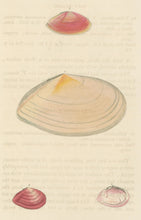 Load image into Gallery viewer, Wood, William.  &quot;Tellina.&quot; Plate 44
