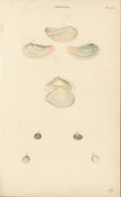 Load image into Gallery viewer, Wood, William.  &quot;Tellina.&quot; Plate 47
