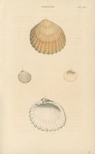 Load image into Gallery viewer, Wood, William.  &quot;Cardium.&quot; Plate 49
