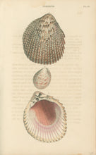 Load image into Gallery viewer, Wood, William.  &quot;Cardium.&quot; Plate 52
