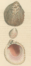 Load image into Gallery viewer, Wood, William.  &quot;Cardium.&quot; Plate 52
