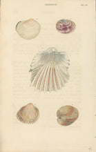 Load image into Gallery viewer, Wood, William.  &quot;Cardium.&quot; Plate 56
