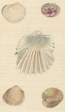 Load image into Gallery viewer, Wood, William.  &quot;Cardium.&quot; Plate 56
