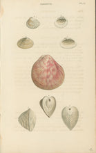 Load image into Gallery viewer, Wood, William.  &quot;Cardium.&quot; Plate 57
