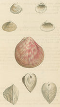 Load image into Gallery viewer, Wood, William.  &quot;Cardium.&quot; Plate 57
