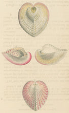 Load image into Gallery viewer, Wood, William.  &quot;Cardium.&quot; Plate 59
